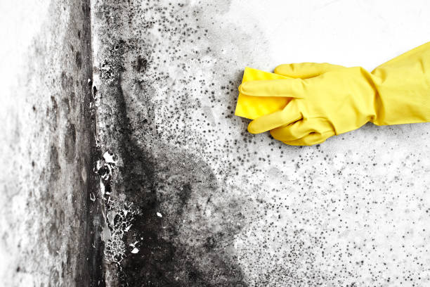 Best Fast Mold Removal  in Sellersburg, IN