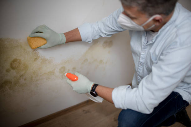 Home Mold Removal in Sellersburg, IN