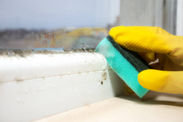 Best Fast Mold Removal  in Sellersburg, IN