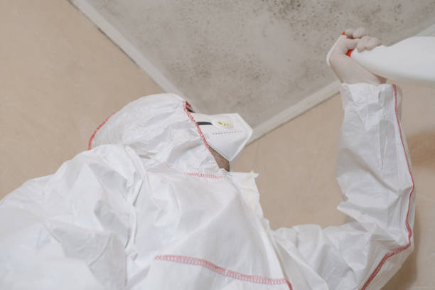 Best Mold Damage Repair  in Sellersburg, IN