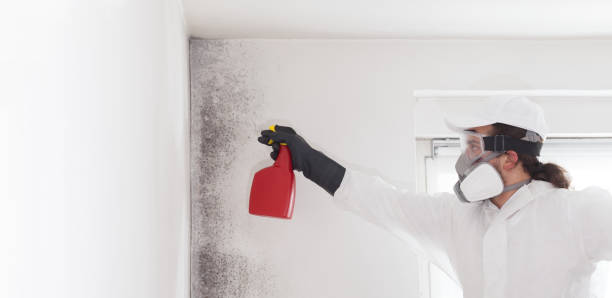 Best Home Mold Removal  in Sellersburg, IN