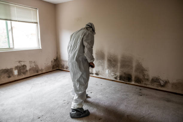 Best Commercial Mold Removal  in Sellersburg, IN