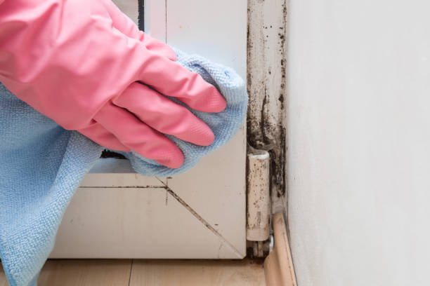 Office Mold Removal Services in Sellersburg, IN
