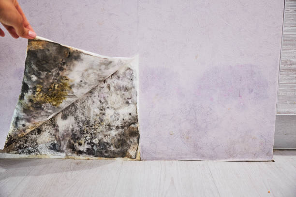 Best Mold Testing  in Sellersburg, IN